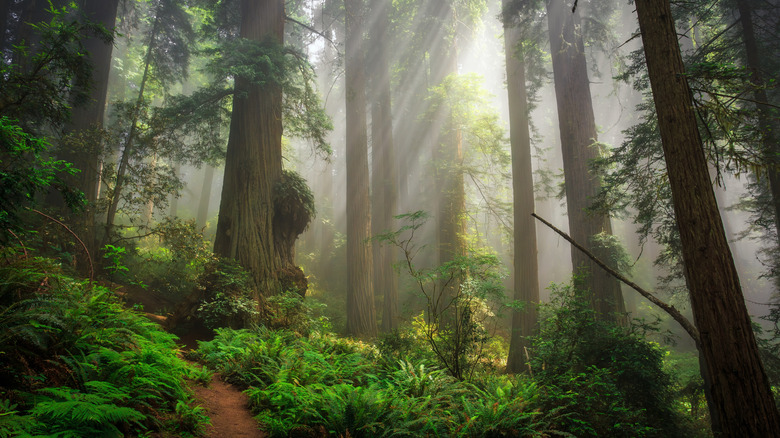 les rayons du soleil percent la canopée et éclairent le sol forestier du parc national Redwood