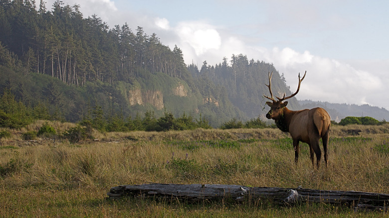 Un wapiti de Roosevelt dans un pré au parc national Redwood