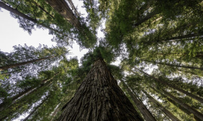 Pas de séquoia, pas de Yosemite : ce parc national possède les arbres les plus hauts du monde