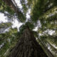 Pas de séquoia, pas de Yosemite : ce parc national possède les arbres les plus hauts du monde