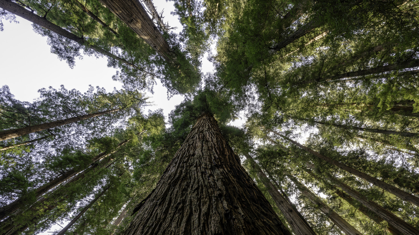 Pas de séquoia, pas de Yosemite : ce parc national possède les arbres les plus hauts du monde