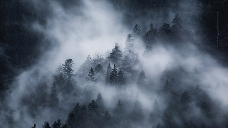 Une forêt sombre recouverte d'un épais brouillard.