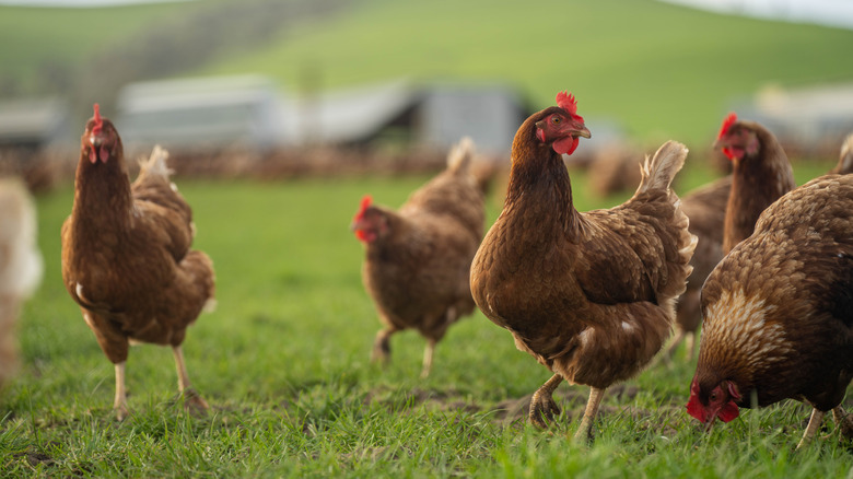 Groupe de poulets élevés en pâturage sur l'herbe verte