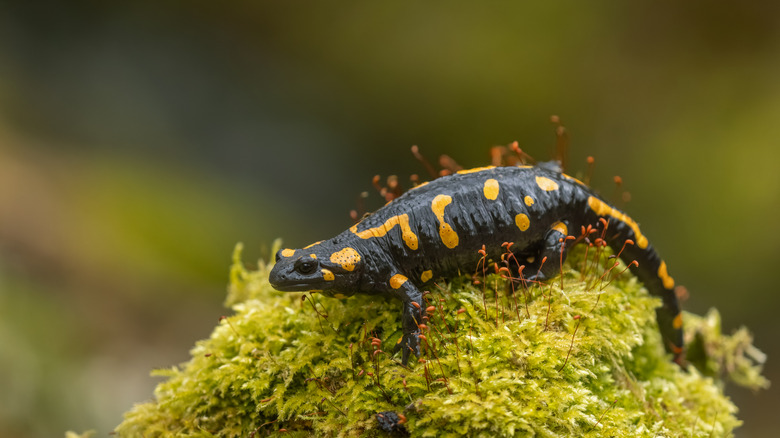 Une salamandre jaune et noire assise sur de la mousse