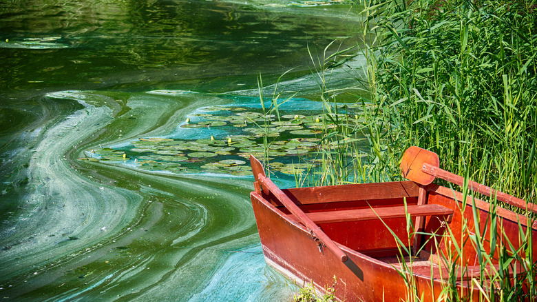 Bateau rouge entouré d'algues vertes sur le lac