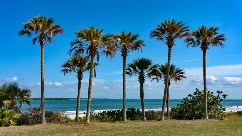 Palmiers contre un ciel bleu au parc Fort De Soto
