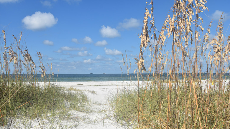Plage, mer et ciel, entre hautes herbes
