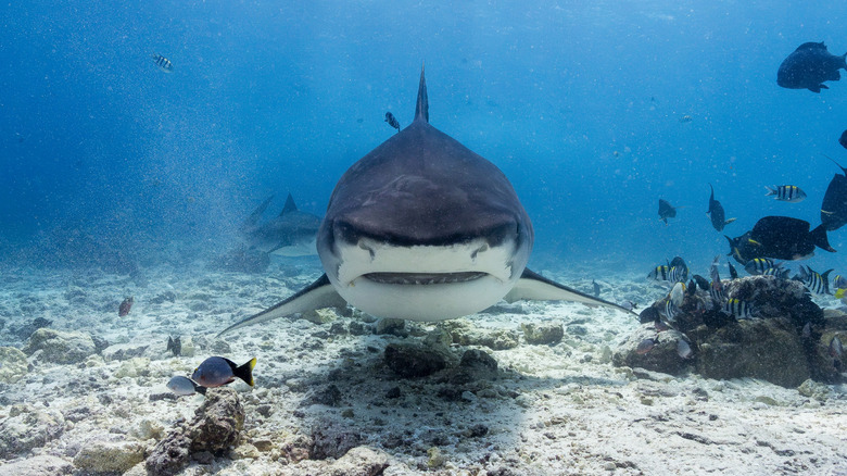 Vue de face d'un requin tigre dans l'eau