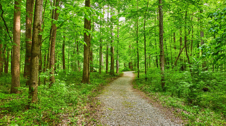 Parc avec grand petit sentier pavé à travers bois