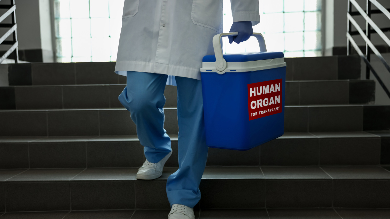 Les organes que vous pouvez donner de votre vivant