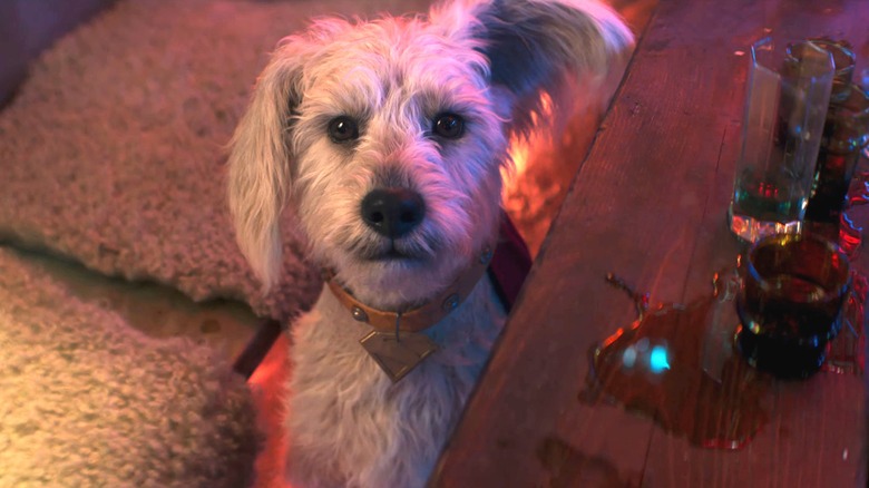 Krypto à côté d'un tas de verres à shot vides dans Supergirl