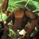 Science-fiction contre. Fait scientifique : la vie extraterrestre pourrait être tout aussi étrange que le projet Hail Mary le prétend