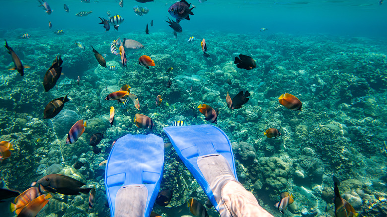 palmes de plongée et poissons sur les récifs coralliens