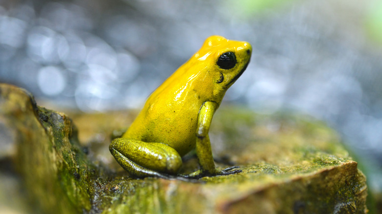Grenouille empoisonnée dorée (Phyllobates terribilis) dans la forêt tropicale