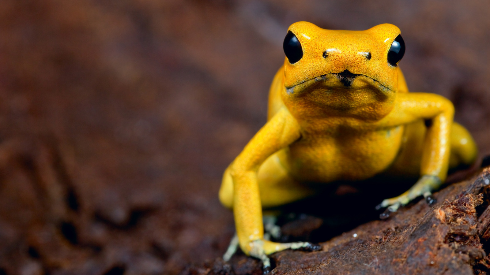 Pourquoi la mort par une grenouille empoisonnée est l'une des pires façons de mourir