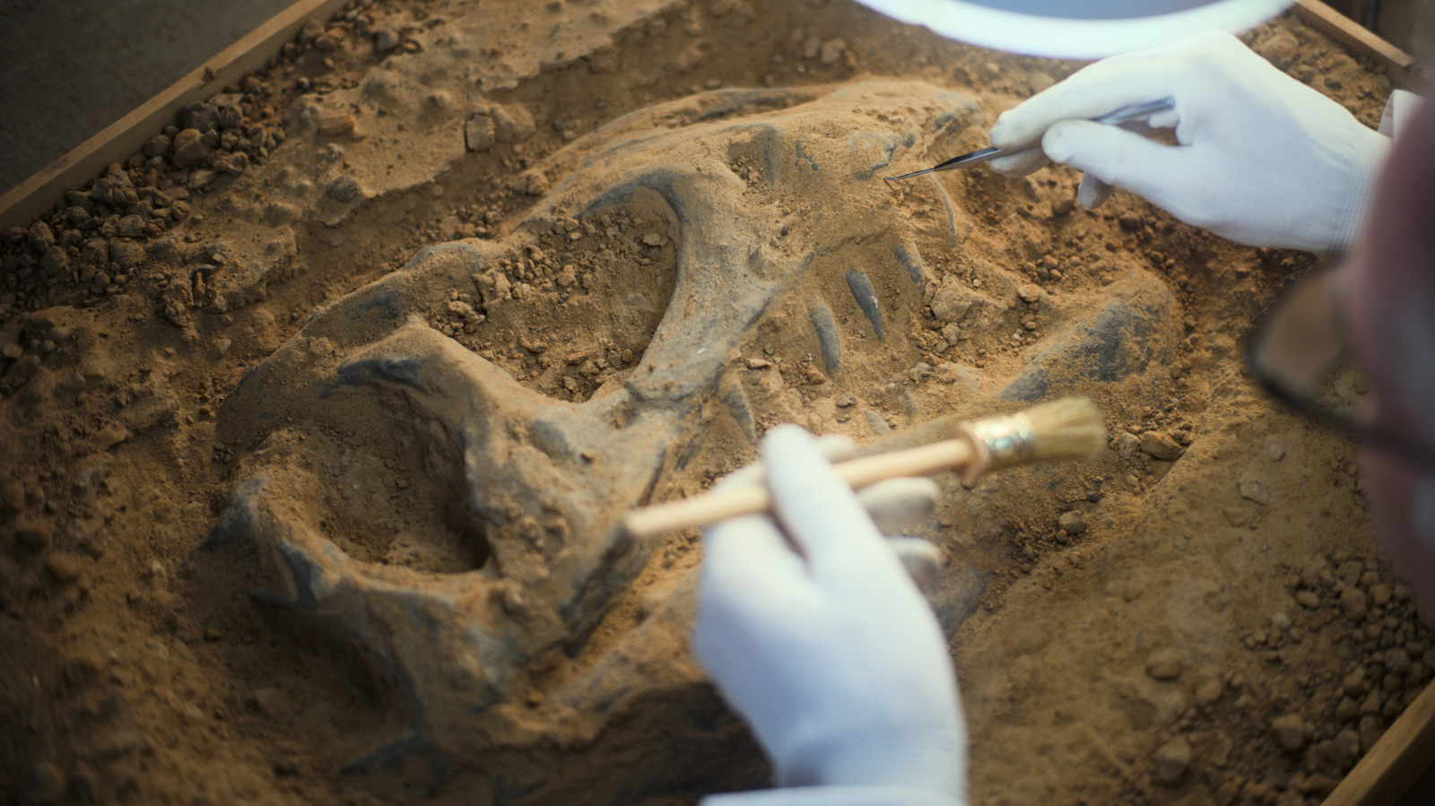 Des scientifiques ont découvert une espèce vieille de 23 millions d’années au Canada dans les années 80 – c’est maintenant en train de réécrire l’histoire