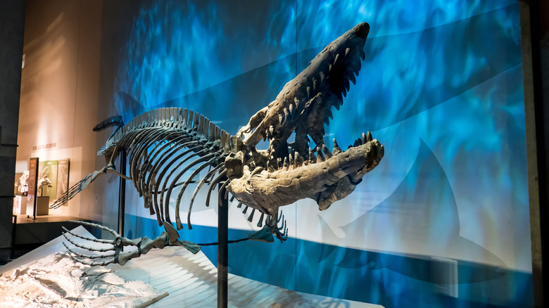 Fossile de Tylosaurus exposé dans un musée