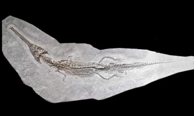 Ce prédateur préhistorique Apex connu sous le nom de 'T. Rex Of The Ocean était un pur carburant de cauchemar