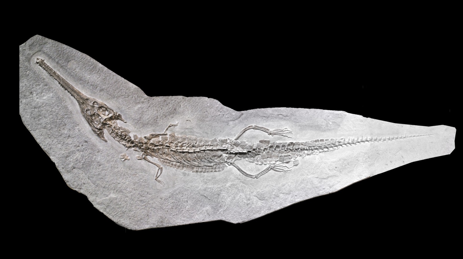 Ce prédateur préhistorique Apex connu sous le nom de 'T. Rex Of The Ocean était un pur carburant de cauchemar