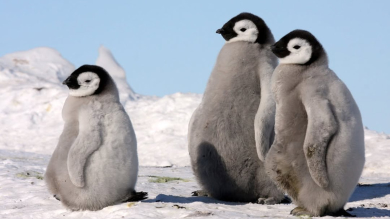 Trois manchots empereurs debout ensemble.
