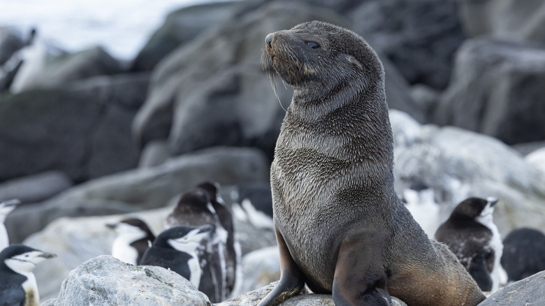 Une otarie à fourrure de l'Antarctique regarde au loin, tandis que des pingouins se tiennent à l'arrière-plan.