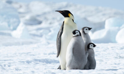 Ces animaux de l'Antarctique sont considérés comme en voie de disparition à partir de 2026 – voici quand ils pourraient disparaître