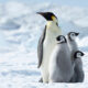 Ces animaux de l'Antarctique sont considérés comme en voie de disparition à partir de 2026 – voici quand ils pourraient disparaître