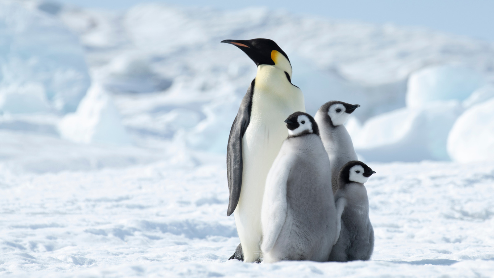 Ces animaux de l'Antarctique sont considérés comme en voie de disparition à partir de 2026 – voici quand ils pourraient disparaître