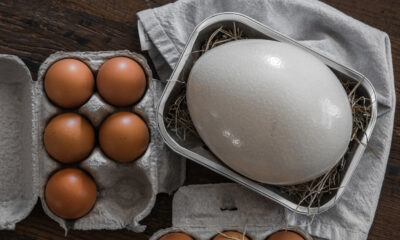 La différence entre les œufs d’autruche et de poule ne se limite pas à la taille