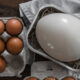 La différence entre les œufs d’autruche et de poule ne se limite pas à la taille