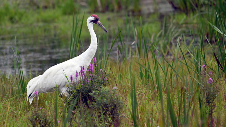 la rare grue blanche pataugeant dans les marais
