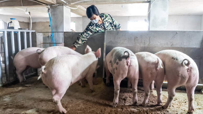 Femme atteignant une porcherie, plusieurs cochons marchant vers elle