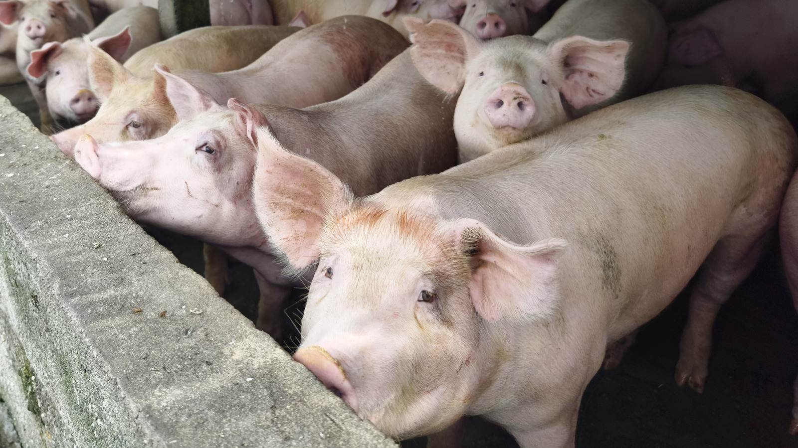 Les élevages de porcs tuent bien plus que des porcs