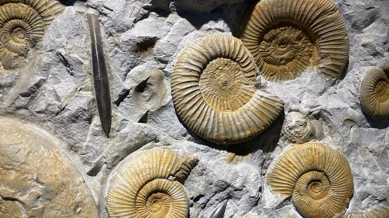 Fossiles d'anciens coquillages incrustés dans la roche