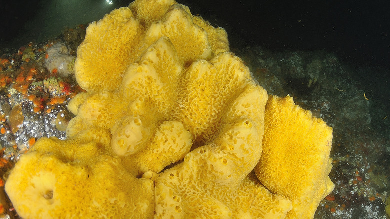Éponge de mer jaune sur le fond de l'océan