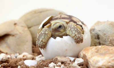 La différence entre les œufs d’oiseaux et de reptiles ne se limite pas à ce qu’il y a à l’intérieur