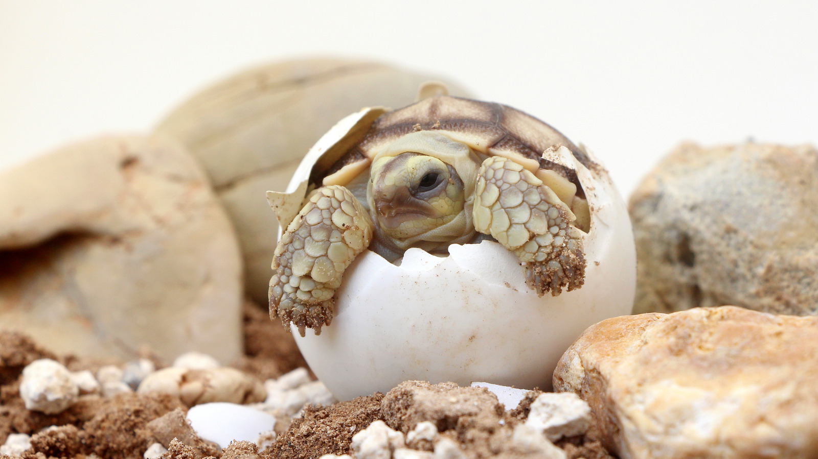 La différence entre les œufs d’oiseaux et de reptiles ne se limite pas à ce qu’il y a à l’intérieur