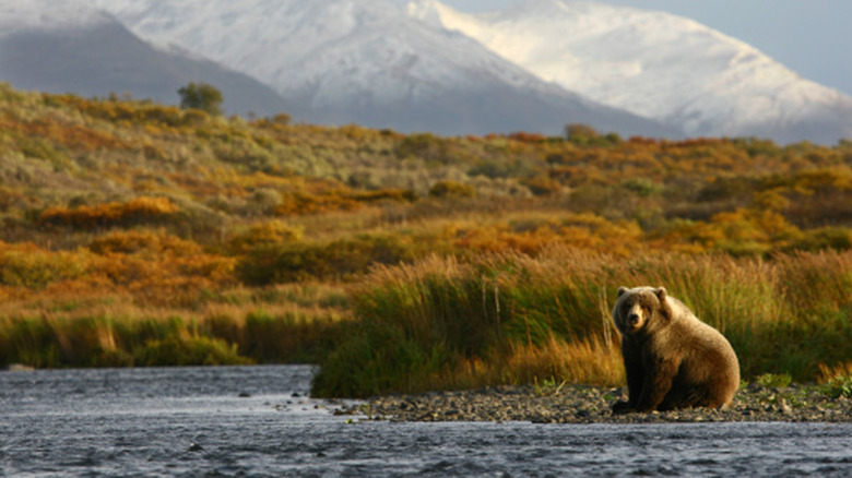 Un ours sur la côte de l’île Kodiak, en Alaska.