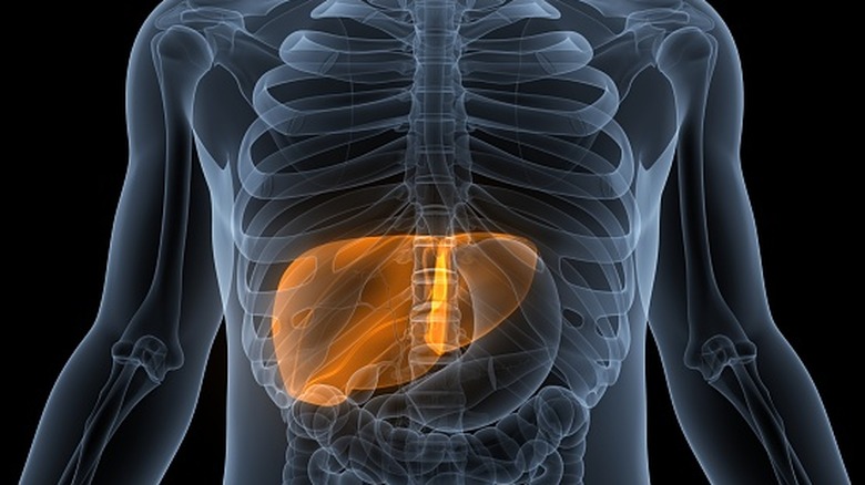 Illustration du foie dans le corps humain