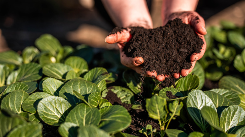 Mains tenant un sol sombre dans un jardin contenant des plantes