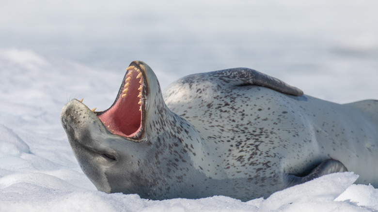 Phoque léopard allongé sur la glace avec la bouche ouverte