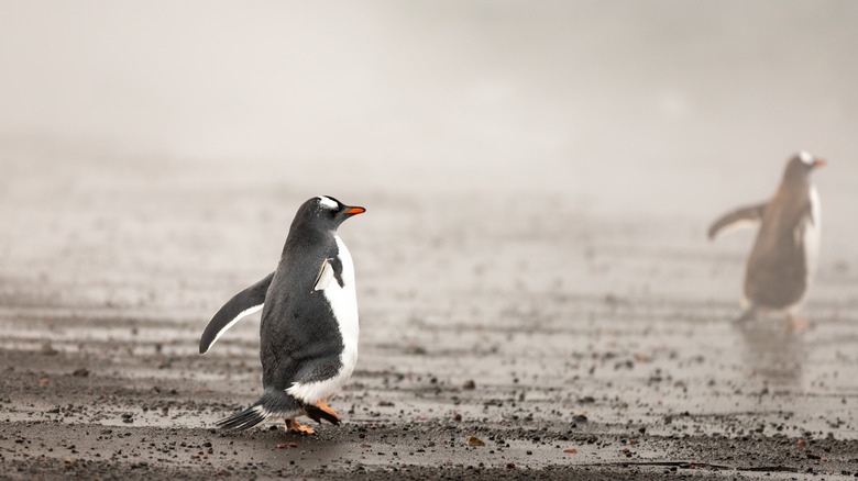 Pingouins sur l'île de la Déception, Antarctique