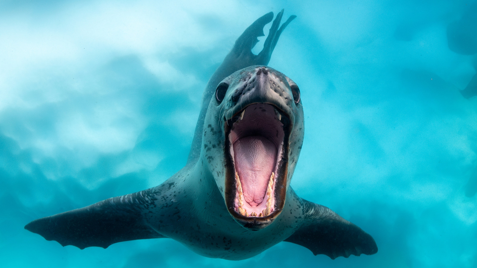 Les scientifiques disent que c'est l'un des prédateurs les plus importants de l'Antarctique (et ce n'est pas un ours polaire)