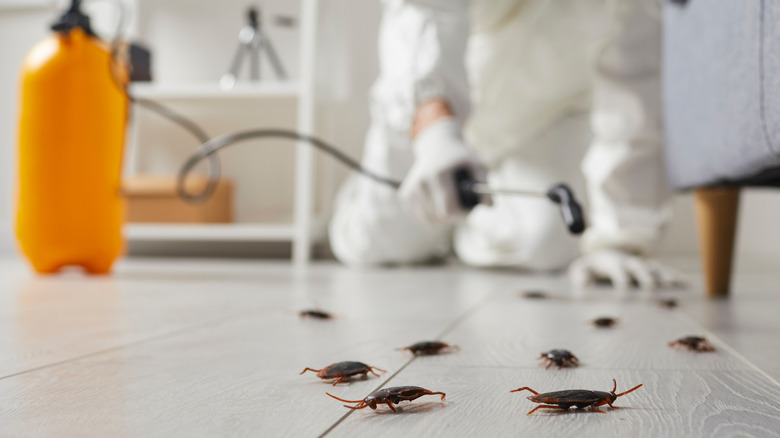 Cafards au point près des meubles alors qu'un exterminateur flou se prépare à les pulvériser