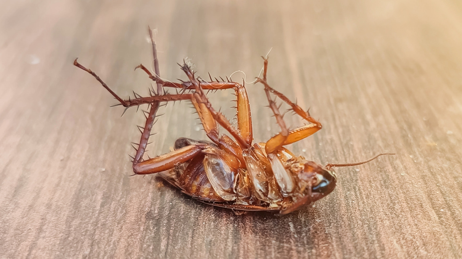 La science explique pourquoi les cafards meurent sur le dos