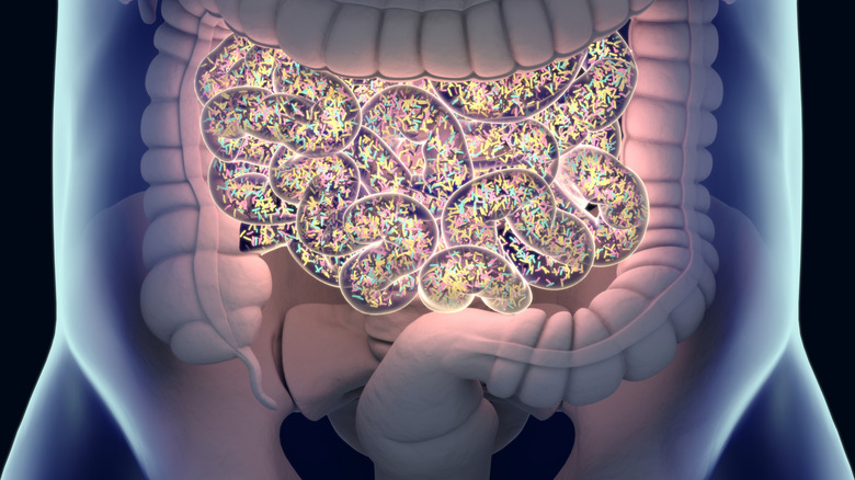 Image CGI d'un torse humain avec vue intérieure d'un intestin peuplé de bactéries