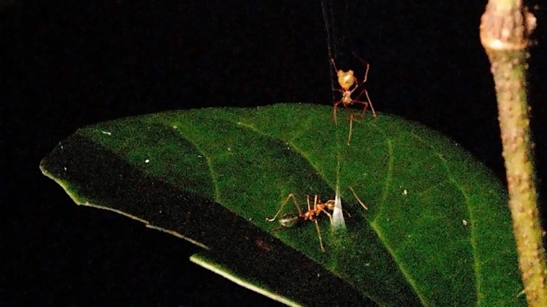 Une araignée baliste attend qu'une fourmi verte agressive morde son piège conique en toile