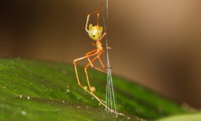 Des scientifiques ont découvert une nouvelle espèce d'araignée en Australie qui chasse avec une catapulte