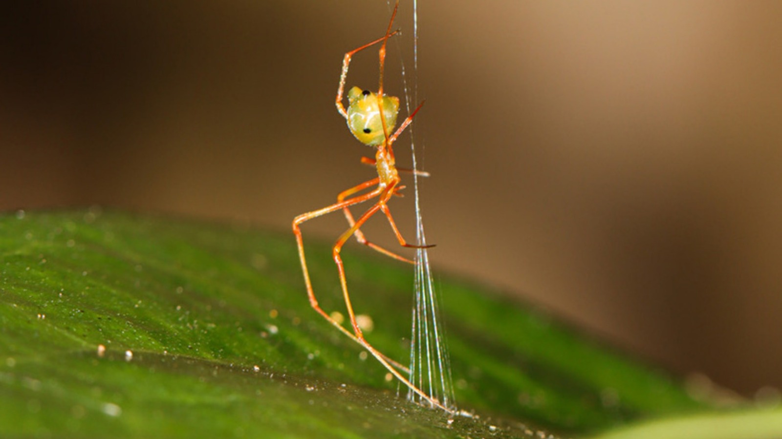 Des scientifiques ont découvert une nouvelle espèce d'araignée en Australie qui chasse avec une catapulte