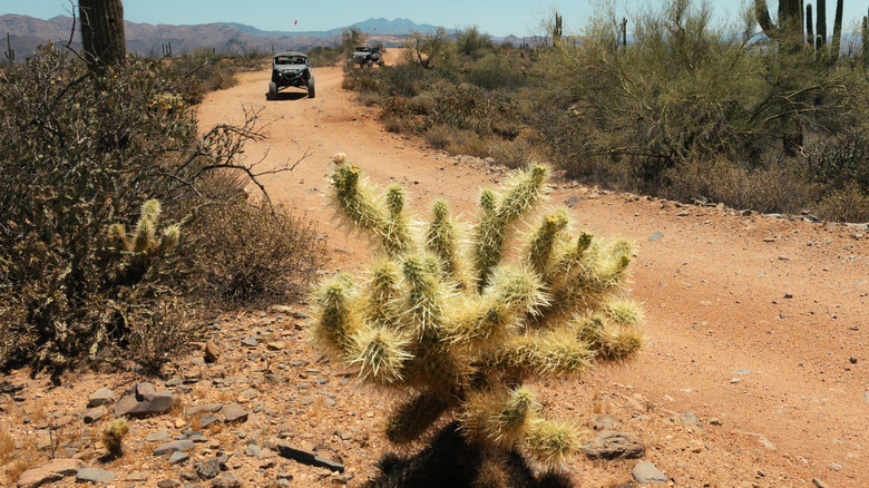 Un cactus cholla en peluche avec des véhicules tout-terrain en arrière-plan dans la forêt nationale de Tonto en Arizona